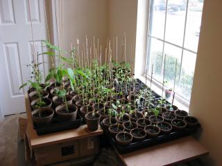 Baby Plants Week 5
