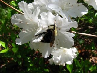 Flower Eating Bee