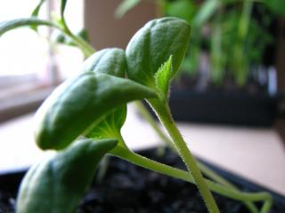Cantaloupe Plant