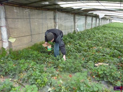 Phil at Strawberry Farm