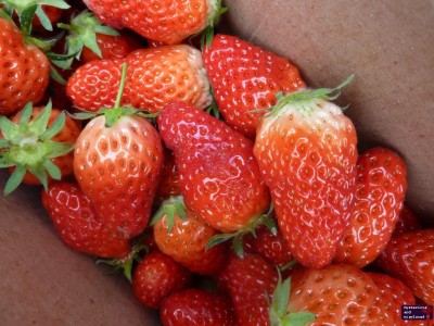 Strawberry Farm