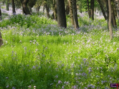 Purple flowers every where.