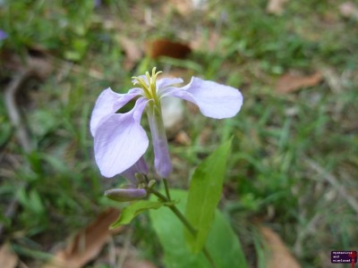 Up close with the purple flower.