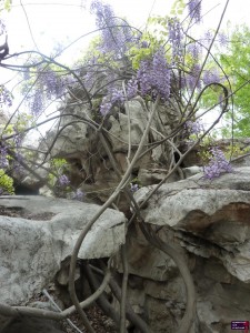 Crazy Wysteria