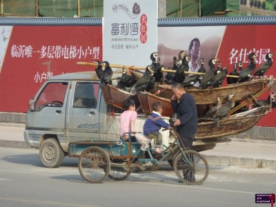 Cormorants - Chinese Fishing