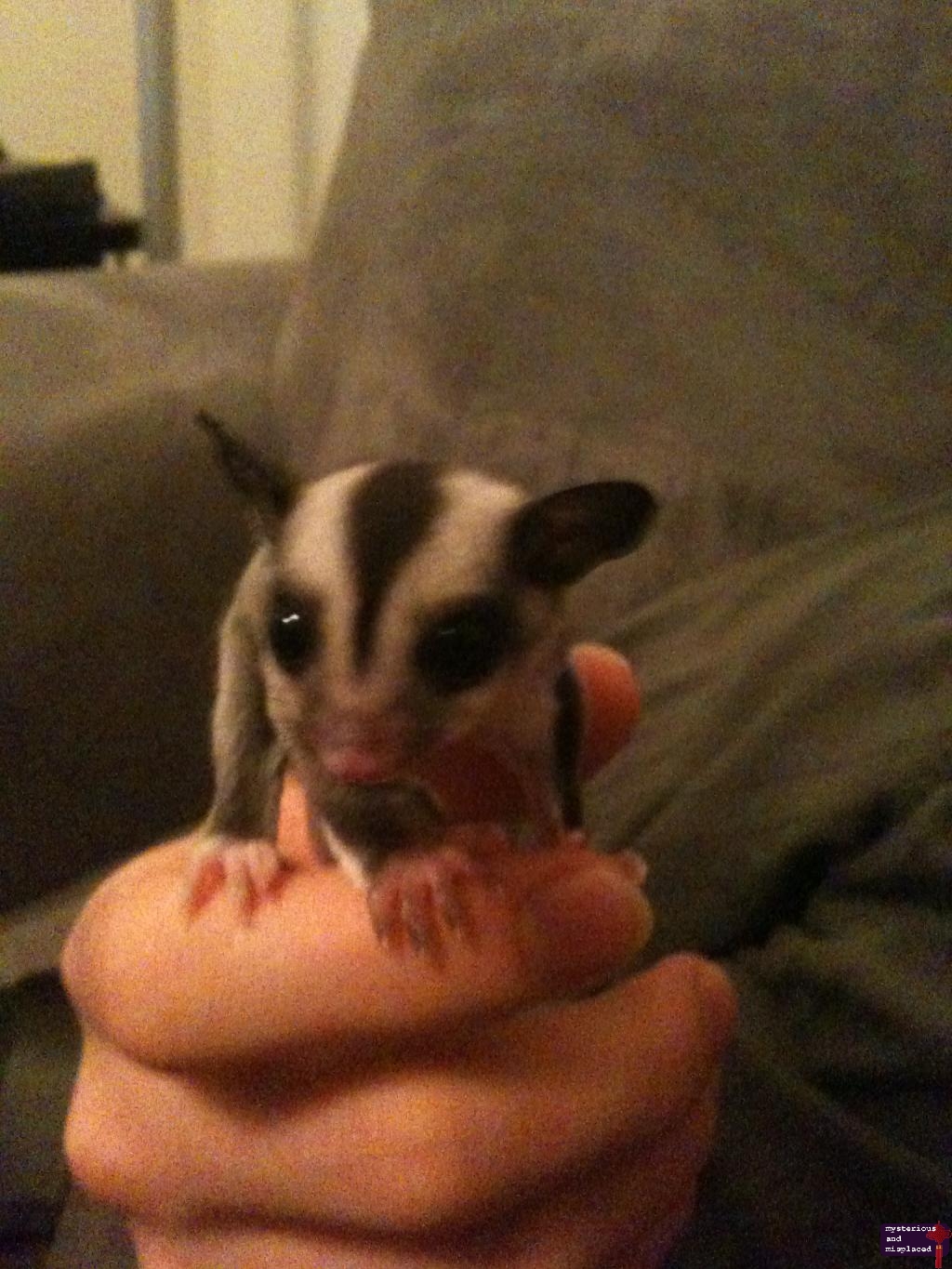 Baby Gliders For Sale