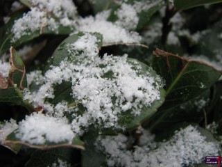 Snow crystals are so pretty. I wish I had been able to get a better picture of them.